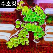 [수초킹] 키우기 쉬운 살비니아 쿠쿠라타 / 수초맛집 목련 물배추 필란터스 플루이탄스 피시티아 sp. 루드위지아 세디올데스 긴코 생이가래 개구리밥 살비니아 쿠쿠라타 나탄스 부레옥잠, (특가) 20촉