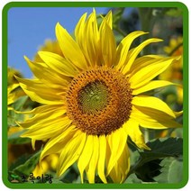 관상해바라기씨앗 100g 야생화 해바라기종자 꽃씨 노란꽃