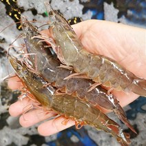 [산지직송] 국산 남해 생물 흰다리새우, 1kg (30미 내외), 1개