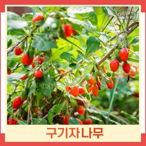 구기자나무 묘목 삽목2년생 뿌리묘 5개