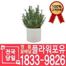 로즈마리 개업화분 개업선물 배달 이사 실내공기정화