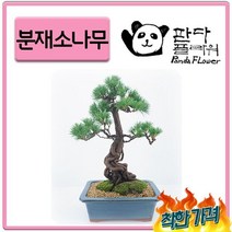 PFC003 기품있는 감동/감사 Flex//예술작품 분재/bonsai 사돈 추석 명절선물 추천