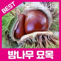 합리적 가격의 밤나무묘목(대보밤 옥광밤 황율밤 삼조생밤 포르단밤), 포르단(알큰 군밤용)접목묘 상묘