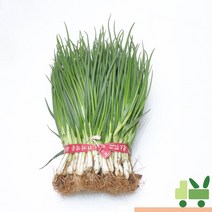사라상회 흙쪽파 2kg