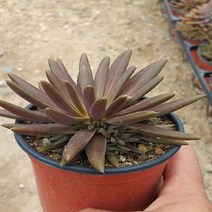 행복한꽃순이 기와와송(소) 바위솔 노지월동, 1개