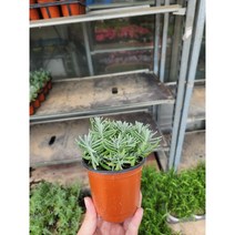 식물사랑꽃농원 잉글리쉬 라벤더 01번사이즈 최상급신상, 1개