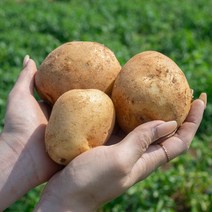 [착한손] 포슬포슬 햇 감자 수미감자, 감자 4kg 대 (찜용), 1개