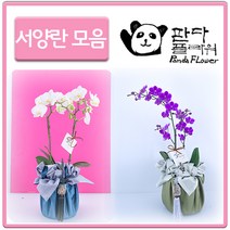 PFA002 승진 승급 진급 정년퇴임 입사 취업 선물, 선물 서양란, 7.만천홍2(PFA027)