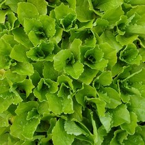 청상추 모종 6개 2000원