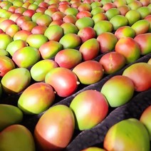 새콤달콤 프리미엄 페루 애플망고 2kg 3kg 4kg, 01_애플망고 2kg(4-5과내외)