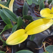 시즌플라워 [초화류]무늬대명석곡-단정학