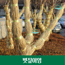 이엉 겨울 수목보호 겨울철 나무 보온재 풀잎 볏짚 초가집 지붕 짚 억새 엮기 잇기 만들기