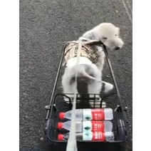시바견 소형견 짐마차 트레일러 수레 장난감차 블랙 유모차, 큰 검정차(개 6~12kg)