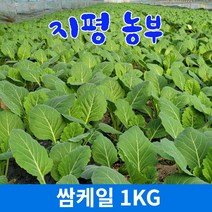 [물맑은 양평] 지평 농부 쌈케일1kg, 1kg, 1박스