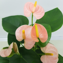 [해피그린 화원] 화사함이 뿜뿜 오렌지핑크 안시리움 150 화원 농원, 1개