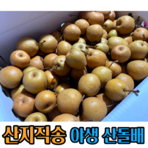달달한 야생 산 돌배 3~10kg 생과 자연산 효소 담금주 토종 강원도 전라남도 산 산돌배 생과돌배 청 차 돌배청 돌배 토종 생과 자연산돌배 강원도돌배 전라남도돌배, 3kg, 1개