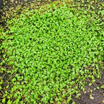 수초 글롯소스 티그마 5x5cm