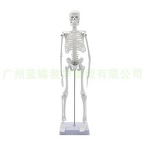 전신 미니 뼈모형 관절모형 과학 실습모형 과학 45cm, 85CM 인간 골격-신경 없음