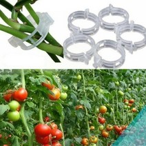 식물지지대 고정 클립 서포트링 화초케이블 클립 100pcs 정원 야채 토마토 덩굴 줄기는 오이 carob 가터 훈장 식물 농업 2022에 대 한 수직 지원 식물 클립 성장