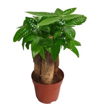 트리앤 파키라 3촉1개