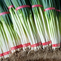 국내산 흙대파, 3kg, 1개