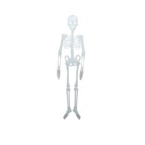 야광전신해골모형소, 야광전신해골모형(소)