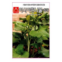 (취나물씨앗)-참취(5g)영양가 높은 알칼리성 식품