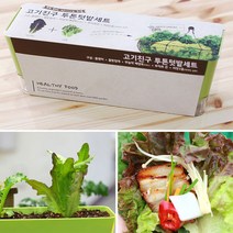 Cocooning 옥상 실내 베란다텃밭가꾸기 쌈채소 열매 미니 텃밭세트 베란타텃밭DIY, 쌈채소(상추/적겨자)
