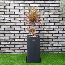 흰내 실내공기정화식물 드라세나 마지나타 레인보우 바이칼라 인테리어화분 중대형 서울 경기지역만 배송가능, 1개