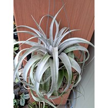 [박씨농원] 세로그라피카/멋스러워요.