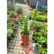 25~45cm 피쉬본 여러촉 생선뼈선인장 79