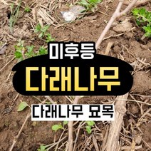 다래나무 묘목 2주 다래나무 삽목시기 미후등, 1개