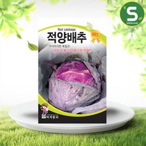 적양배추씨앗 200립 양배추 씨앗 종자 생식용 샐러드, 1개