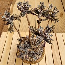 러브코리아 만손초 중품 키우기 쉬운 다육 식물 화분별도100랜덤발송, 단품