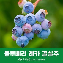 블루베리/레카/결실주/1주/묘목/도시농부