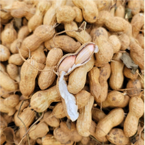 국산 생 땅콩 1kg