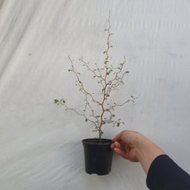 30~50cm 119 마오리소포라 야생화 조경수 호주식물
