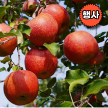 경북 달콤한 홍옥 감홍 황옥 애기 흠과 기스 상품 사과 5kg 10kg, 10kg 대 (25-28과내외)