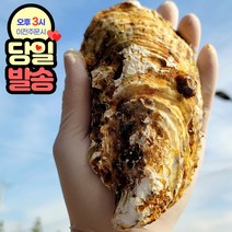 통영 프리미엄 삼배체 하프셀 석화 개체굴, 프리미엄 삼배체 석화 8kg