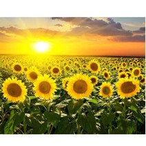 JISAN 보석십자수 캔버스형 세트 50x40cm JB01, 해바라기 꽃밭