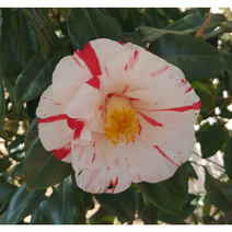 동백나무 백합교 동백35