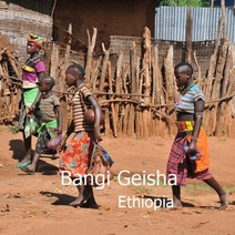 [위트러스트] 에티오피아 방기 게이샤 500g Ethiopia Geisha, 더치(프렌치프레스)