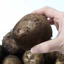 [팔도농장] 22년 수확 화산토 햇 제주감자(특) 3kg/5kg/10kg, 5kg