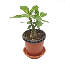 슈퍼바 공기정화식물 허브 식물 꽃 화분, 구피아