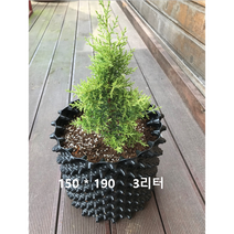 루트플러스 마술화분 매직150-190 3리터 10개 테라코타(브라운)