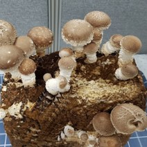 표고버섯키우기 표고 버섯 키트 종균 재배 배지 6개, 상세페이지 참조, 상세페이지 참조, 상세페이지 참조