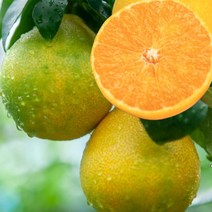 제주 고당도 황금향 산지직송 소과 3kg(벌크) 가정용 실속형