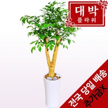 엔젤스플라워 축하 개업 관엽식물 공기정화 동양난 서양난, P144PR_행복나무 대형, 1개