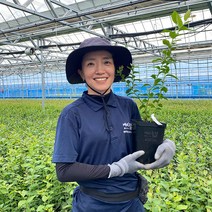 [가정 재배 추천] 깨비농장 블루베리 나무 묘목 재배 키우기, 오크록코니, 1개