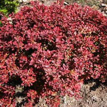 같이가치농원 (전국최저가) 신품종 매자나무 묘목 (파이어볼) 7치 화분묘, 1개